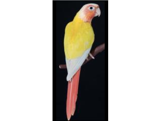 Sun cheek (( bebe )), JG Aviario