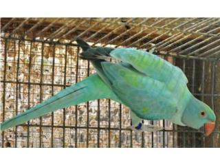 Ringneck azul turquoise macho bebe , JG Aviario