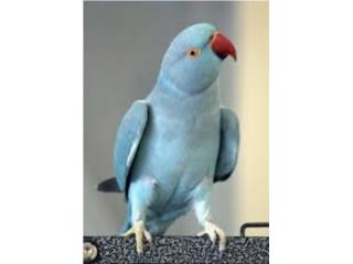 Ringneck azul hembra (( bebe )), JG Aviario