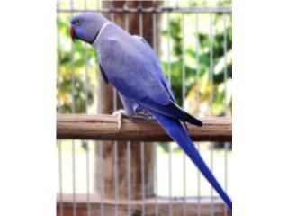 Ringneck violeta doble factor macho , JG Aviario