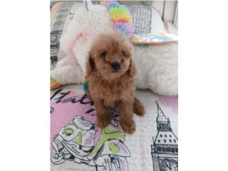 Toy poodle hembra líneas de campeones Puerto Rico
