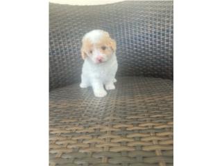 Toy Poodle hembras excelente calidad  Puerto Rico