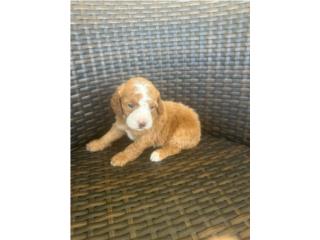 Poodle miniaturas padres lneas de campeones Puerto Rico