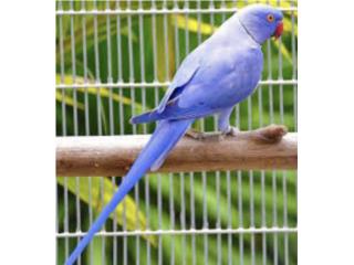Pareja de ringneck bebe violeta y azul , JG Aviario
