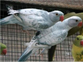 Ringneck Hilleman azul (( bebe )) , JG Aviario