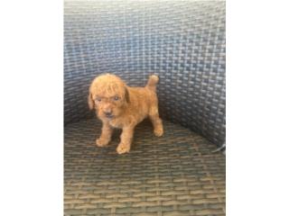 Toy poodle hembra roja lineas de campeones Puerto Rico