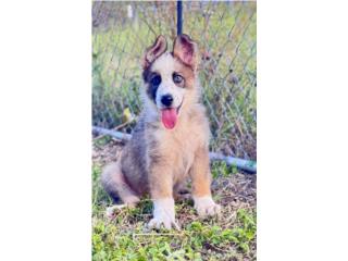 German Shepherd Macho, RM Pets