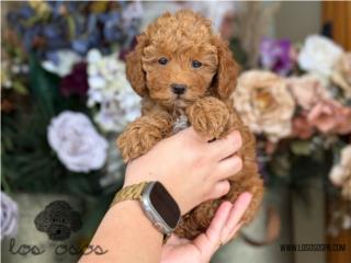 Puerto Rico Toy Poodle - Los Osos PR, Perros Gatos y Caballos
