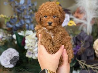 Puerto Rico Red Toy Poodle - Los Osos PR, Perros Gatos y Caballos