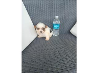 Yorkshire terrier tea cup, Mascotas Puerto Rico