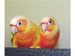 Sun cheek Hi red (( bebes )) , JG Aviario
