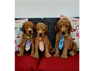 Poodle standard AKC Rojos nenes Puerto Rico