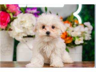 Puerto Rico CASPER MALTESE (VISITANOS EN GUAYNABO), Perros Gatos y Caballos