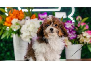 Puerto Rico GINGER MINI POODLE(VISITANOS EN GUAYNABO), Perros Gatos y Caballos