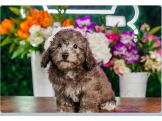 Puerto Rico NAYLA POOCHON (VISITANOS EN GUAYNABO), Perros Gatos y Caballos