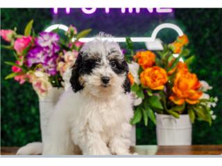 Puerto Rico VINCENZO POOCHON (VISITANOS EN GUAYNABO), Perros Gatos y Caballos