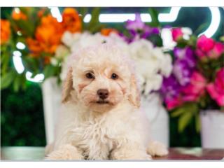 Puerto Rico MIGUEL TOY POODLE(VISITANOS EN GUAYNABO), Perros Gatos y Caballos