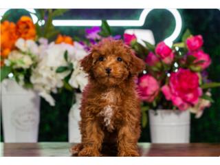 Puerto Rico LOLLY TOY POODLE (VISITANOS EN GUAYNABO), Perros Gatos y Caballos
