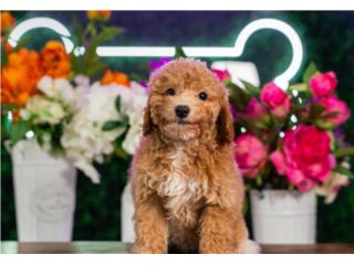 Puerto Rico LAYLA POOCHON(VISITANOS EN GUAYNABO), Perros Gatos y Caballos
