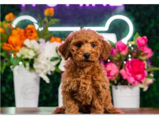 Puerto Rico ETHAN MINI POODLE (VISITANOS EN GUAYNABO), Perros Gatos y Caballos