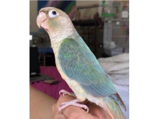 Green cheek pineapple turquesa joven , JG Aviario