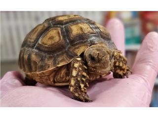 Sulcata en Ponce, DPG. INC