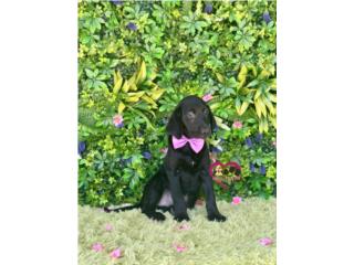 Labrador Nena AKC  Puerto Rico