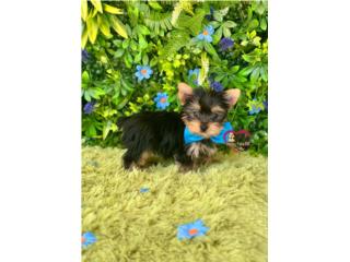 Yorkie toy nene con papeles  Puerto Rico