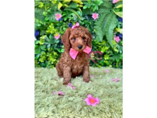 Mini Goldendoodle Nena Red , Happy Tails PR 
