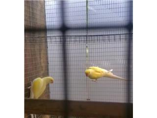 Pareja adulta de ringneck crimino probada, JG Aviario