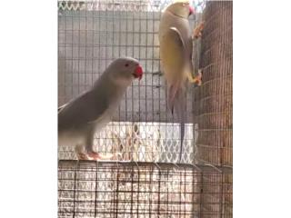 Pareja adulta ringneck violeta cinnamon , JG Aviario