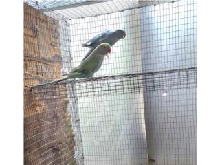 Pareja adulta hilleman azul turquoise , JG Aviario