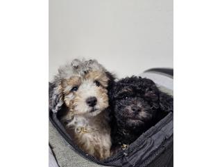 Picasso mini poodle , Puppy Dreams PR