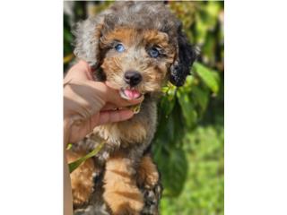 Toy poodle Teddy Face, Puppy Dreams PR