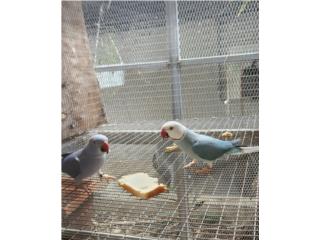 Pareja adulta probada ringneck cleartail , JG Aviario
