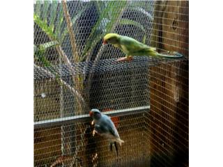 Pareja de ringneck hilleman en azul esmeralda, JG Aviario