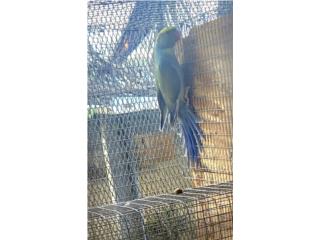 Pareja adulta de ringneck hilleman violeta , JG Aviario