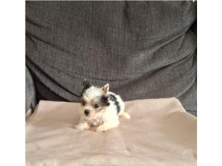 YORKIE TOY MACHO PARTY COLOR  Puerto Rico