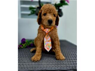 Poodle rojo AKC nene Puerto Rico
