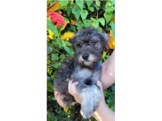 MINI SCHNAUZER MACHO Black and Silver  Precioso Puerto Rico