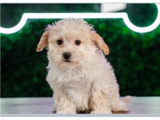 FLYNN TOY MALTIPOO (VISITANOS EN GUAYNABO), Puppy Love Puerto Rico