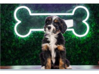 CLEO F1 MINI BERNEDOODLE (VISITANOS EN GUAYNA, Puppy Love Puerto Rico
