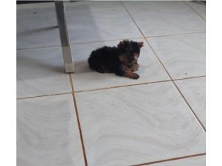 YORKIE TOY HEMBRA BLACK & GOLD, Puppy