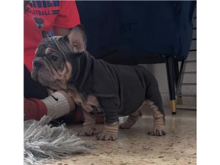 Black an tan big Rope velvet , La realeza Kennel