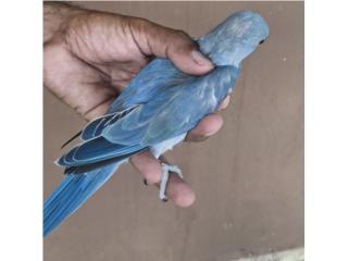 RINGNECK VIOLETA TURQUOISE, Puppy