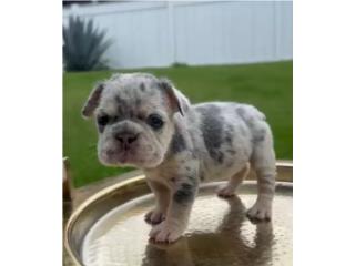Niña lilac an tan merle cargando fluffy , La realeza Kennel