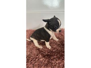 Chihuahua macho , Doble A Pets
