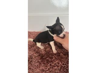 Chihuahua macho , Doble A Pets
