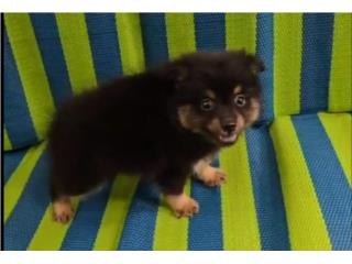 BELLO TOY POMERANIAN CON PAPELES-VACUNAS Puerto Rico