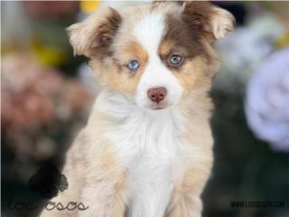 Puerto Rico Mini Australian Shepherd - Los Osos PR, Perros Gatos y Caballos